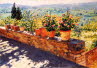 Farmhouses Tuscany: The garden in a painting by Elizabeth Cochrane